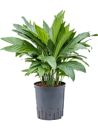 Lush Parlour Palm Chamaedorea metallica Indoor House Plants