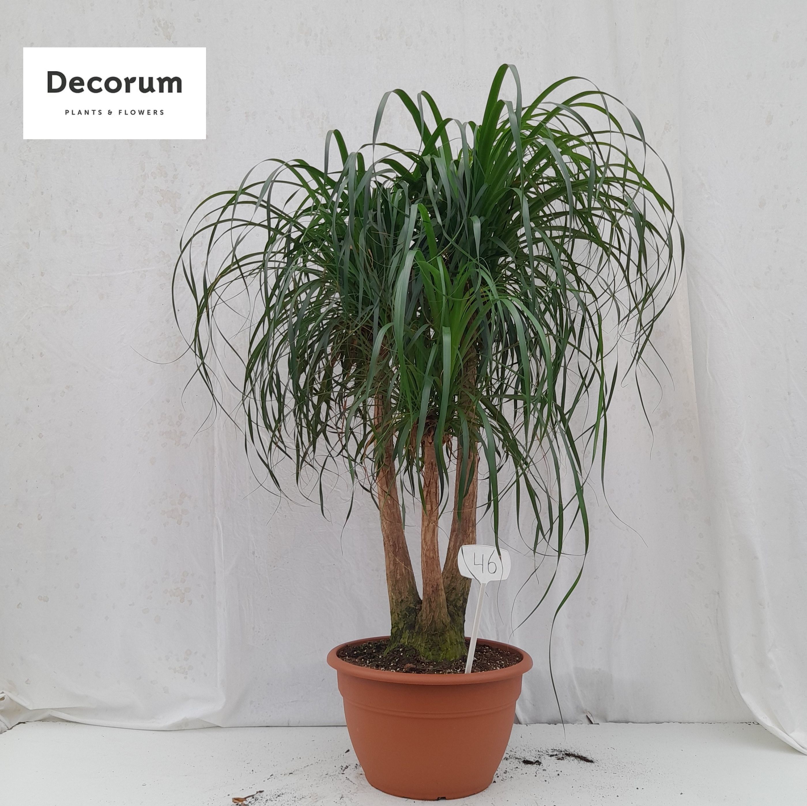Beaucarnea