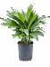 Lush Parlour Palm Chamaedorea metallica Indoor House Plants