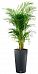 Chrysalidocarpus in LECHUZA CILINDRO Self-watering Planter, Total Height 150 cm
