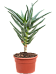 Easy-Care Quiver Tree Aloe dichotoma (100-120) Tall Indoor House Plants Trees