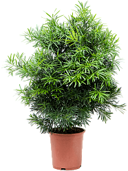 Lush Kusamaki Podocarpus macrophyllus (140-160) Indoor House Plants