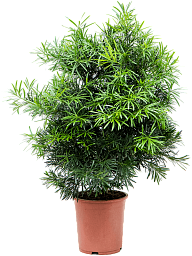 Lush Kusamaki Podocarpus macrophyllus Indoor House Plants