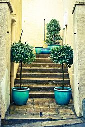 Lush Bay Tree Bay tree standard (Laurus Nobilis) Outdoor Live Plant