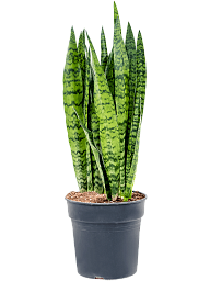 Elegant Snake Plant Sansevieria zeylanica Indoor House Plants