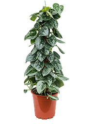 Shade-loving Satin Pothos Scindapsus pictus 'Silvery Ann'' Indoor House Plants