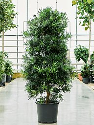 Lush Kusamaki Podocarpus macrophyllus Indoor House Plants