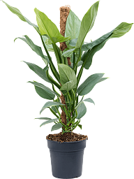 Lush Heart-Leaf Philodendron ‘Silver Queen’ Indoor House Plants