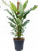 Lush Heart-Leaf Philodendron ‘Silver Queen’ Indoor House Plants