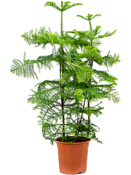 Norfolk Island Pine Araucaria heterophylla