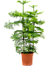 Norfolk Island Pine Araucaria heterophylla