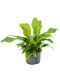 Lush Flamingo Flower Anthurium elipticum 'Jungle Bush' Indoor House Plants