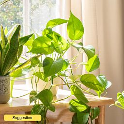 Lush Heart-Leaf Philodendron scandens Indoor House Plants