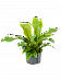 Lush Flamingo Flower Anthurium elipticum 'Jungle Bush' Indoor House Plants