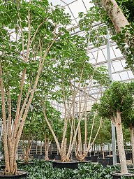 Cheerful Umbrella Tree Schefflera actinophylla 'Amate' Indoor House Plants