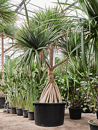 Screw Pine Pandanus utilis