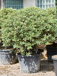 Cute English Holly Ilex aquifolium ‘Argenteo Marginata' (120-140) Outdoor Plants