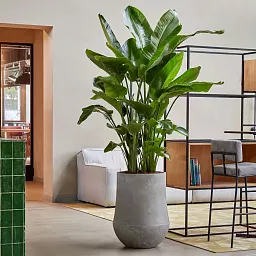 Polystone Planter | Tapered Indoor and Outdoor Plant Pot 