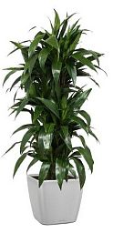 Dracaena Fragrans Janet Greig in LECHUZA QUADRO LS Self-watering Planter, Total Height 130 cm