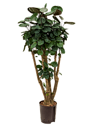 Graceful Dinner Plate Aralia (Polyscias) 'Fabian' Indoor House Plants
