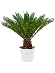 Sago Palm Cycas revoluta