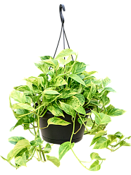 Shade-loving Pothos Scindapsus (Epipremnum) 'Aureum' Indoor House Plants