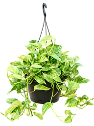Shade-loving Pothos Scindapsus (Epipremnum) 'Aureum' Indoor House Plants