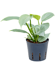 Easy-Care Heart-Leaf Philodendron 'Silver sword' Indoor House Plants