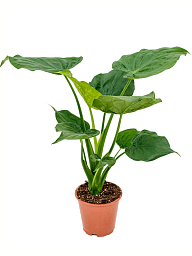 Cheerful Elephant Ear Alocasia cucullata Indoor House Plants
