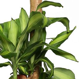 Colorful Corn Plant Dracaena fragrans 'Massangeana' Tall Indoor House Plants Trees