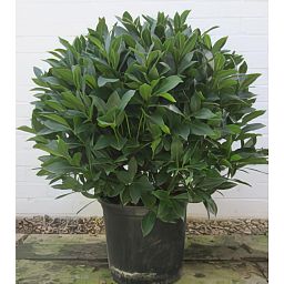 Lush Bay Tree bush (Laurus nobilis)