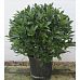 Lush Bay Tree bush (Laurus nobilis)