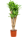 Dracaena massangeana