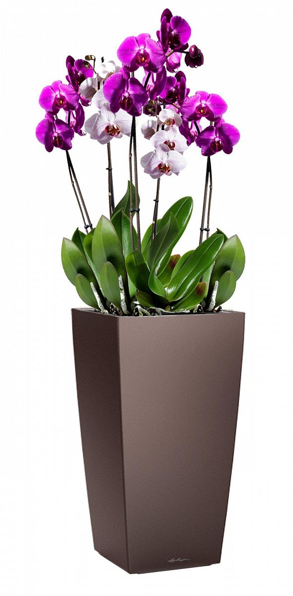 Blooming Lilac Orchid in LECHUZA CUBICO Self-watering Planter, Total Height 80 cm