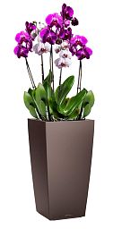 Blooming Lilac Orchid in LECHUZA CUBICO Self-watering Planter, Total Height 80 cm