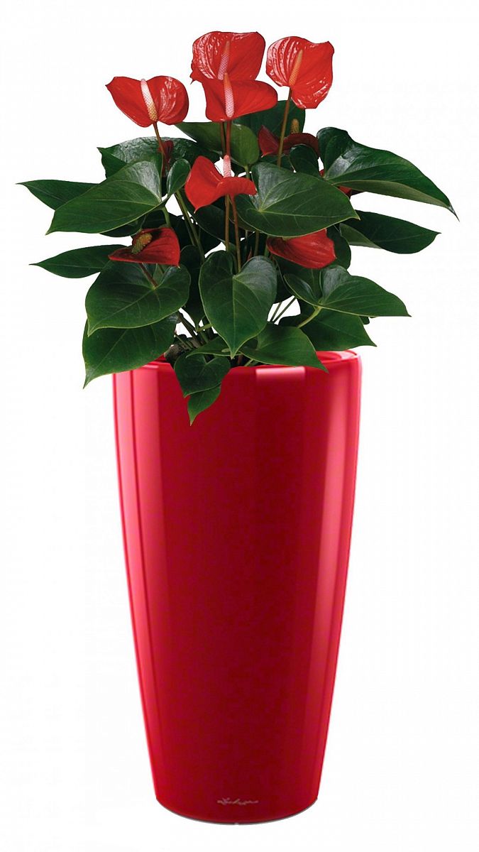 Blooming Anthurium Andraeanum in LECHUZA RONDO Self-watering Planter, Total Height 100 cm
