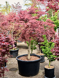 Acer pal. diss. 'Stella Rossa'