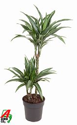 Easy-Care Corn Plant Dracaena fragrans 'Ulises' Tall Indoor House Plants Trees