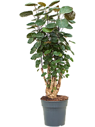 Graceful Dinner Plate Aralia (Polyscias) 'Fabian' Indoor House Plants
