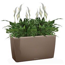 Blooming Spathiphyllum Chopin in LECHUZA CARARO Self-watering Planter, Total Height 70 cm