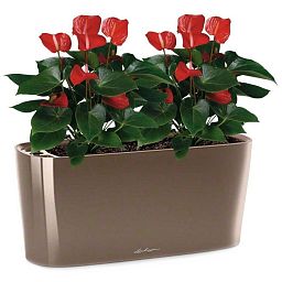 Blooming Anthurium Andraeanum Scarlet in LECHUZA DELTA Self-watering Planter, Total Height 45 cm