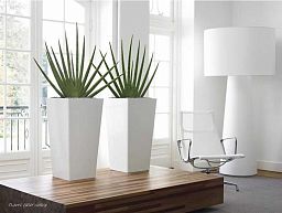 Sansevieria Micado in LECHUZA CUBICO Self-watering Planter, Total Height 60 cm