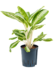 Delicate Chinese Evergreen Aglaonema 'Milky way' Indoor House Plants