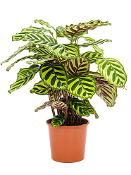 Showy Pin-Stripe Calathea makoyana Indoor House Plants