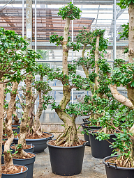 Lush Curtain Fig Ficus microcarpa 'Compacta' Tall Indoor House Plants Trees