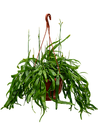 Easy-Care Mistletoe Cactus Rhipsalis ramaloris Indoor House Plants