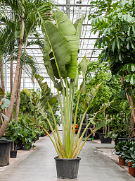 Lush Travellers Palm Ravenala madagascariensis (350-400) Tall Indoor House Plants Trees