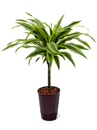 Colorful Corn Plant Dracaena fragrans 'Lemon Lime' Tall Indoor House Plants Trees