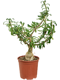 Euphorbia stellata