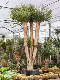 Easy-Care Dragon Tree Dracaena draco 'Compact' Tall Indoor House Plants Trees